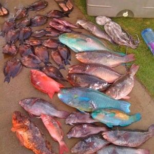 Meet your Posher, Bernard